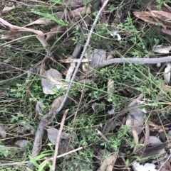 Gonocarpus tetragynus at O'Malley, ACT - 18 Aug 2022