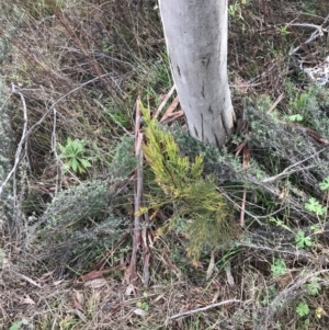 Exocarpos cupressiformis at O'Malley, ACT - 18 Aug 2022 10:14 AM