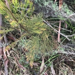 Exocarpos cupressiformis at O'Malley, ACT - 18 Aug 2022 10:14 AM