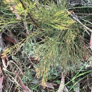 Exocarpos cupressiformis at O'Malley, ACT - 18 Aug 2022