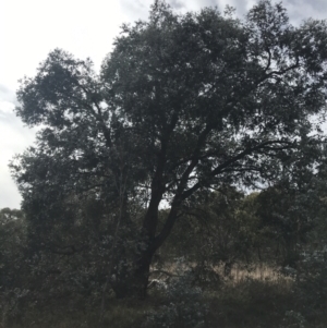 Eucalyptus cinerea subsp. cinerea at O'Malley, ACT - 18 Aug 2022 10:12 AM