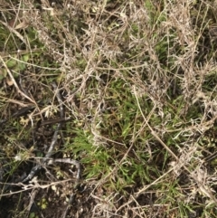 Vittadinia muelleri (Narrow-leafed New Holland Daisy) at O'Malley, ACT - 18 Aug 2022 by Tapirlord