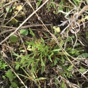 Vittadinia muelleri at O'Malley, ACT - 18 Aug 2022 10:11 AM