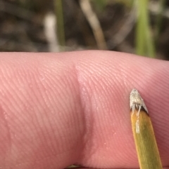 Lomandra filiformis subsp. coriacea at O'Malley, ACT - 18 Aug 2022 10:10 AM