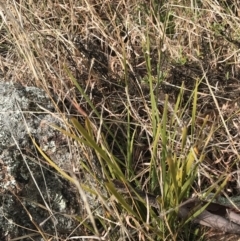 Lomandra filiformis subsp. coriacea at O'Malley, ACT - 18 Aug 2022 10:10 AM