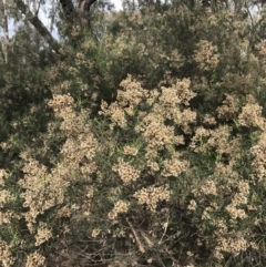 Cassinia quinquefaria (Rosemary Cassinia) at O'Malley, ACT - 18 Aug 2022 by Tapirlord