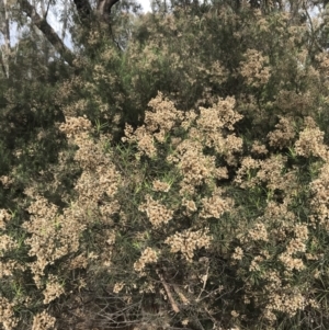 Cassinia quinquefaria at O'Malley, ACT - 18 Aug 2022 10:10 AM