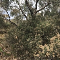 Cassinia quinquefaria at O'Malley, ACT - 18 Aug 2022 10:10 AM