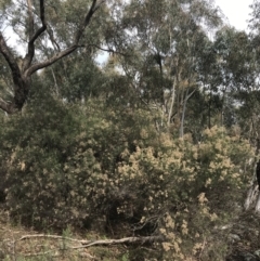 Cassinia quinquefaria at O'Malley, ACT - 18 Aug 2022 10:10 AM