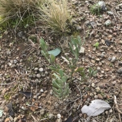 Hibbertia obtusifolia (Grey Guinea-flower) at O'Malley, ACT - 18 Aug 2022 by Tapirlord