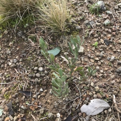 Hibbertia obtusifolia (Grey Guinea-flower) at O'Malley, ACT - 18 Aug 2022 by Tapirlord