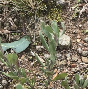 Hibbertia obtusifolia at O'Malley, ACT - 18 Aug 2022 10:07 AM