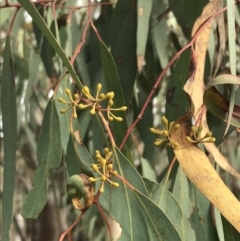 Eucalyptus rossii (Inland Scribbly Gum) at O'Malley, ACT - 18 Aug 2022 by Tapirlord