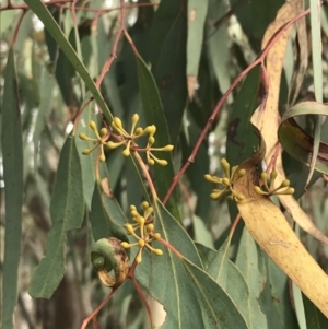 Eucalyptus rossii at O'Malley, ACT - 18 Aug 2022 10:06 AM