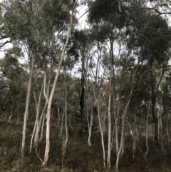 Eucalyptus rossii at O'Malley, ACT - 18 Aug 2022