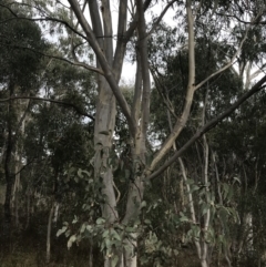 Eucalyptus rossii at O'Malley, ACT - 18 Aug 2022