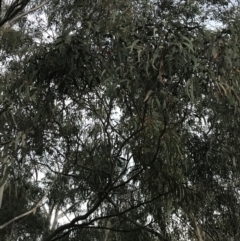 Eucalyptus rossii at O'Malley, ACT - 18 Aug 2022 10:06 AM