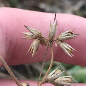 Juncus homalocaulis at O'Malley, ACT - 18 Aug 2022 10:04 AM