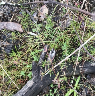 Hypericum gramineum (Small St Johns Wort) at Mount Mugga Mugga - 18 Aug 2022 by Tapirlord