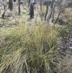 Carex appressa (Tall Sedge) at O'Malley, ACT - 18 Aug 2022 by Tapirlord