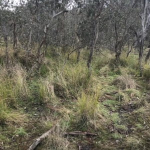 Carex appressa at O'Malley, ACT - 18 Aug 2022