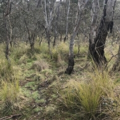 Carex appressa at O'Malley, ACT - 18 Aug 2022