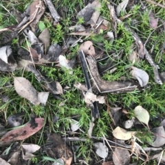 Haloragis heterophylla (Variable Raspwort) at Mount Mugga Mugga - 18 Aug 2022 by Tapirlord