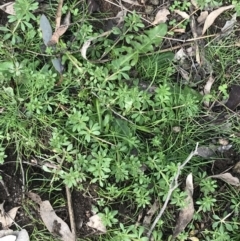 Galium aparine (Goosegrass, Cleavers) at Mount Mugga Mugga - 18 Aug 2022 by Tapirlord