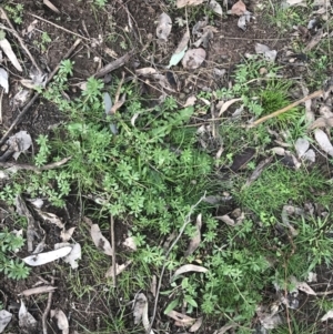 Galium aparine at O'Malley, ACT - 18 Aug 2022