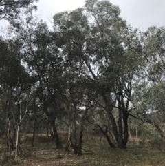 Eucalyptus polyanthemos (Red Box) at Mount Mugga Mugga - 18 Aug 2022 by Tapirlord