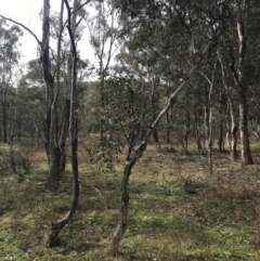 Eucalyptus polyanthemos at O'Malley, ACT - 18 Aug 2022 10:01 AM