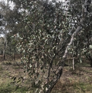 Eucalyptus polyanthemos at O'Malley, ACT - 18 Aug 2022