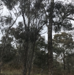 Acacia implexa (Hickory Wattle, Lightwood) at Mount Mugga Mugga - 18 Aug 2022 by Tapirlord