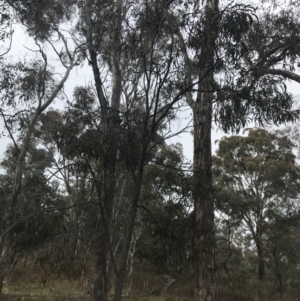 Acacia implexa at O'Malley, ACT - 18 Aug 2022