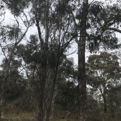 Acacia implexa (Hickory Wattle, Lightwood) at Mount Mugga Mugga - 18 Aug 2022 by Tapirlord