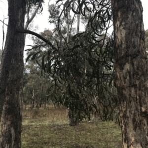 Acacia implexa at O'Malley, ACT - 18 Aug 2022