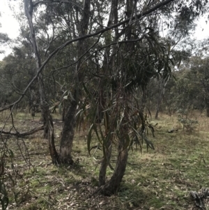 Acacia implexa at O'Malley, ACT - 18 Aug 2022