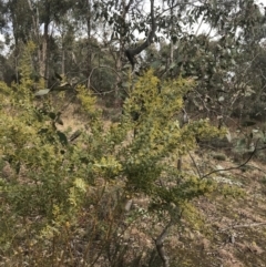 Acacia cultriformis (Knife Leaf Wattle) at Mount Mugga Mugga - 18 Aug 2022 by Tapirlord