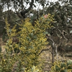 Acacia cultriformis at O'Malley, ACT - 18 Aug 2022 09:59 AM