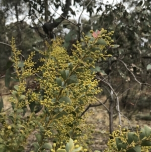 Acacia cultriformis at O'Malley, ACT - 18 Aug 2022 09:59 AM