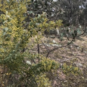 Acacia cultriformis at O'Malley, ACT - 18 Aug 2022 09:59 AM