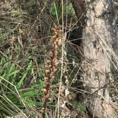 Orobanche minor (Broomrape) at Mount Mugga Mugga - 18 Aug 2022 by Tapirlord