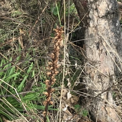 Orobanche minor (Broomrape) at O'Malley, ACT - 18 Aug 2022 by Tapirlord