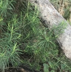 Cassinia longifolia (Shiny Cassinia, Cauliflower Bush) at Mount Mugga Mugga - 18 Aug 2022 by Tapirlord