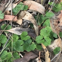 Hydrocotyle laxiflora (Stinking Pennywort) at O'Malley, ACT - 17 Aug 2022 by Tapirlord