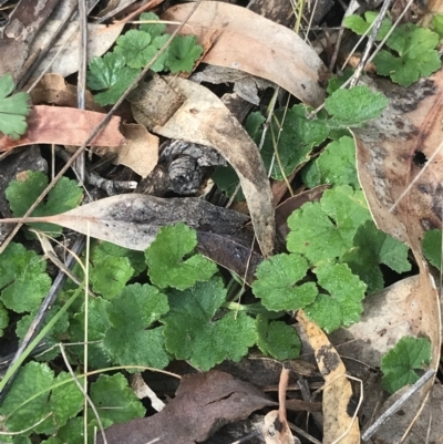 Hydrocotyle laxiflora (Stinking Pennywort) at O'Malley, ACT - 18 Aug 2022 by Tapirlord