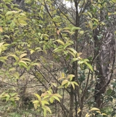 Ligustrum lucidum (Large-leaved Privet) at Mount Mugga Mugga - 18 Aug 2022 by Tapirlord