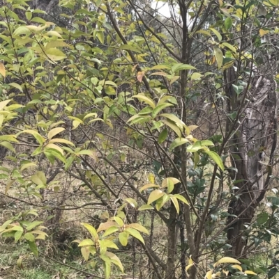 Ligustrum lucidum (Large-leaved Privet) at Mount Mugga Mugga - 18 Aug 2022 by Tapirlord