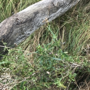 Senecio diaschides at O'Malley, ACT - 18 Aug 2022 09:56 AM