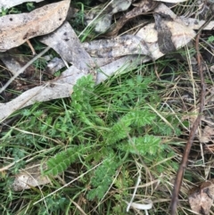 Acaena x ovina (Sheep's Burr) at Mount Mugga Mugga - 18 Aug 2022 by Tapirlord